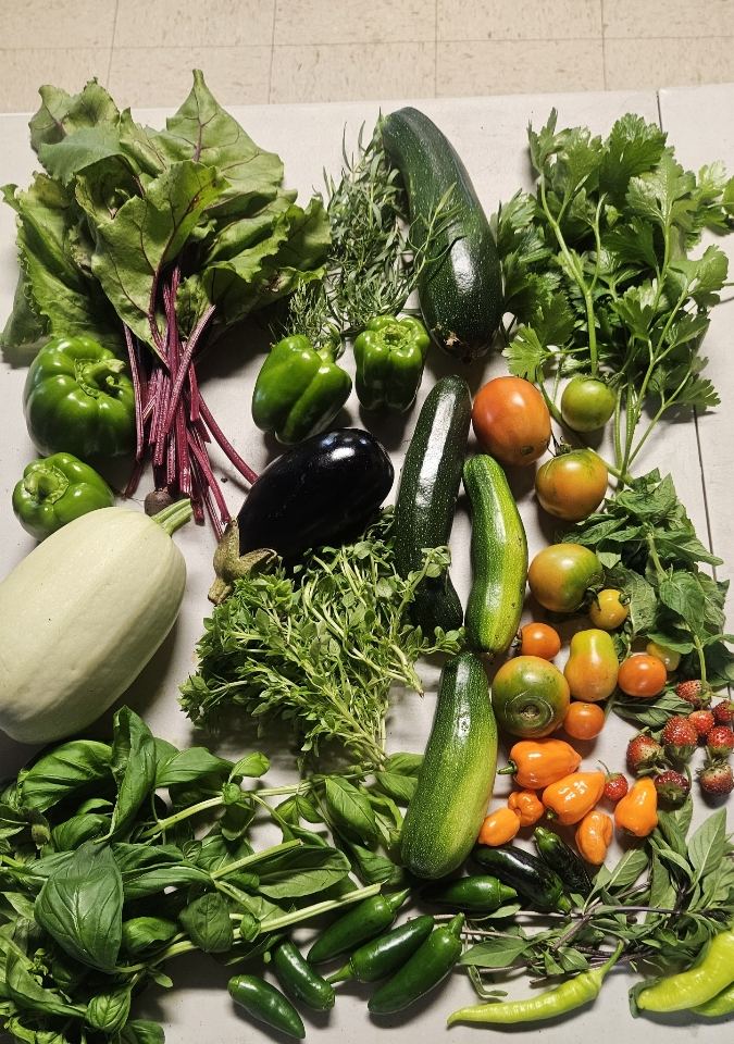 Fresh vegetables and herbs laid out on a table: zucchini, eggplant, squash, peppers, tomatoes, beets, basil, and parsley